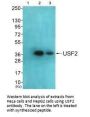USF2 Antibody