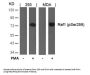 Phospho-RAF1 (Ser259) Antibody