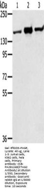 STAG2 Antibody