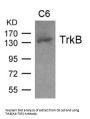NTRK2 (Ab-705) Antibody