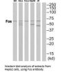 FOS Antibody