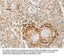 SLC1A7 Antibody