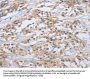 CCR9 Antibody