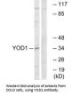 YOD1 Antibody