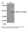 Phospho-CAMK2A (Thr286) Antibody