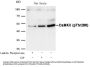 Phospho-CAMK2A (Thr286) Antibody