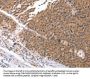 GEMIN2 Antibody