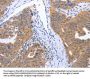 GEMIN2 Antibody