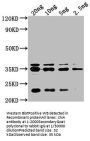chiA Antibody