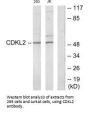 CDKL2 Antibody