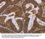 LCMT1 Antibody