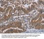 LCMT1 Antibody