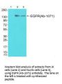 EGFR (Ab-1071) Antibody
