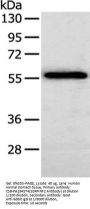 SERPINF2 Antibody