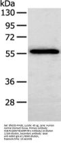 SERPINF2 Antibody
