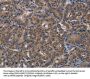 PDE4A Antibody