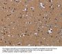 PDE4A Antibody