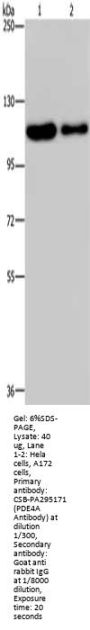 PDE4A Antibody