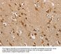 DDX43 Antibody