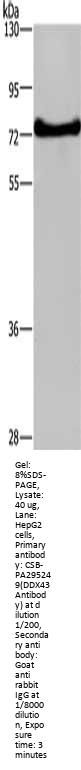 DDX43 Antibody