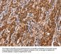 TDP2 Antibody