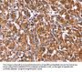 TDP2 Antibody