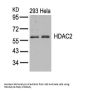 HDAC2 (Ab-394) Antibody