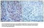 HDAC2 (Ab-394) Antibody