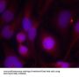 HDAC2 (Ab-394) Antibody
