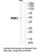 PDK1 Antibody