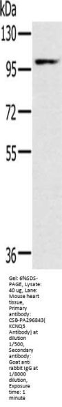 KCNQ5 Antibody