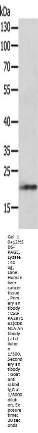CDKN1A Antibody