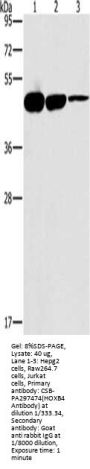 HOXB4 Antibody