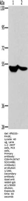 SCARB1 Antibody