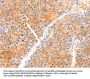 PRDX2 Antibody
