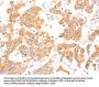 PRDX2 Antibody