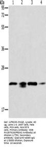 PRDX2 Antibody