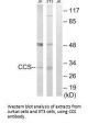 CCS Antibody
