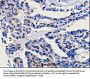 CA3 Antibody