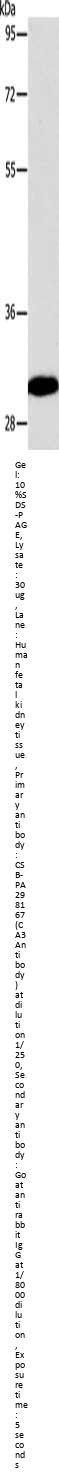 CA3 Antibody