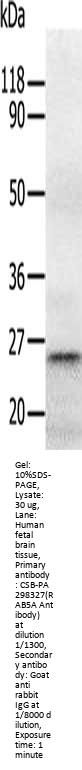 RAB5A Antibody