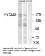 MYOM2 Antibody