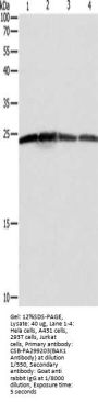 BAK1 Antibody