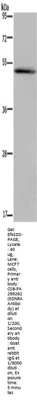 EDNRA Antibody