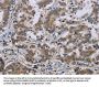 NEFH Antibody