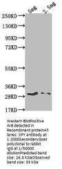 SPY Antibody