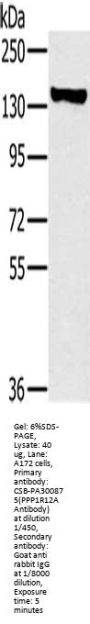 PPP1R12A Antibody