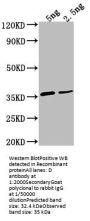 D Antibody