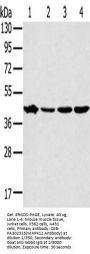 MAPK12 Antibody