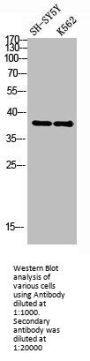 ART1 Antibody
